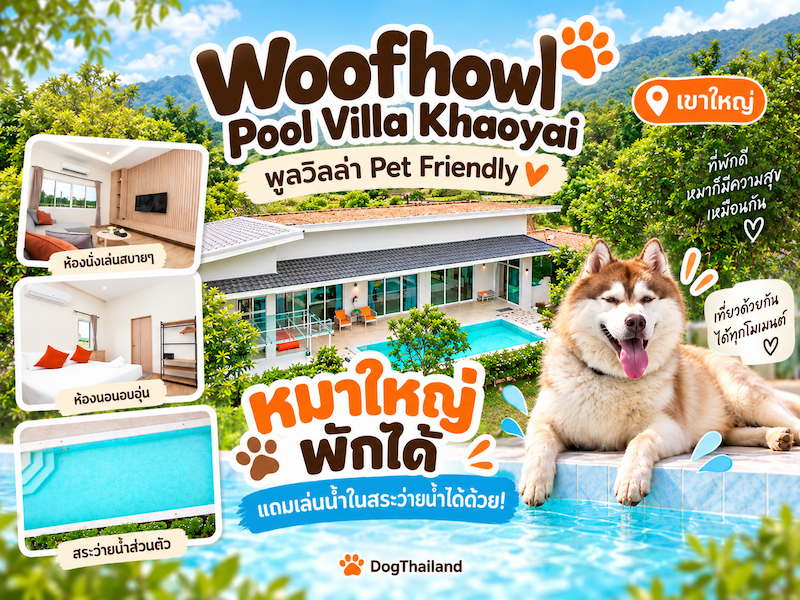 พูลวิลล่าเขาใหญ่ หมาใหญ่พักได้ ลงสระได้ หมาพักฟรี Woofhowl Pool Villa Khaoyai