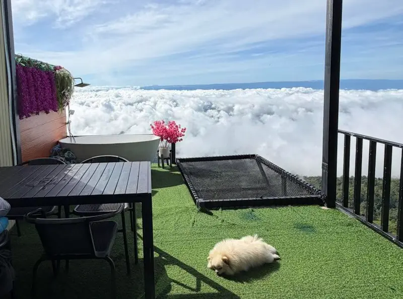ไร่ผาชมวิว ที่พักภูทับเบิกหมาพักได้ ที่พักวิวกระจก 360 องศา Pet Friendly