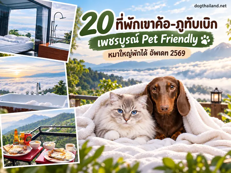 20 ที่พักเขาค้อ–ภูทับเบิก เพชรบูรณ์ Pet Friendly หมาใหญ่พักได้ อัพเดท 2569