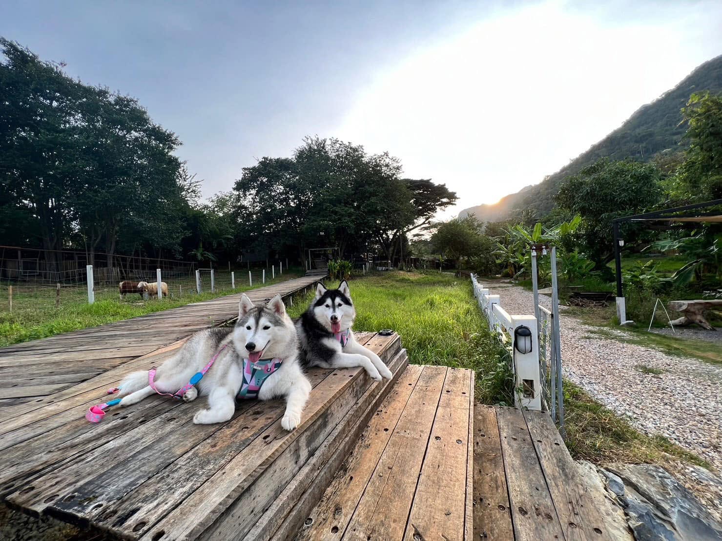 Uncle Joe's Glamping ปากช่อง ที่พัก Pet Friendly เขาใหญ่ หมาใหญ่พักได้ โดมติดแอร์ มีรั้วส่วนตัว