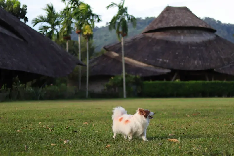 Eco-Eyes-Village-นครนายกหมาพักได้