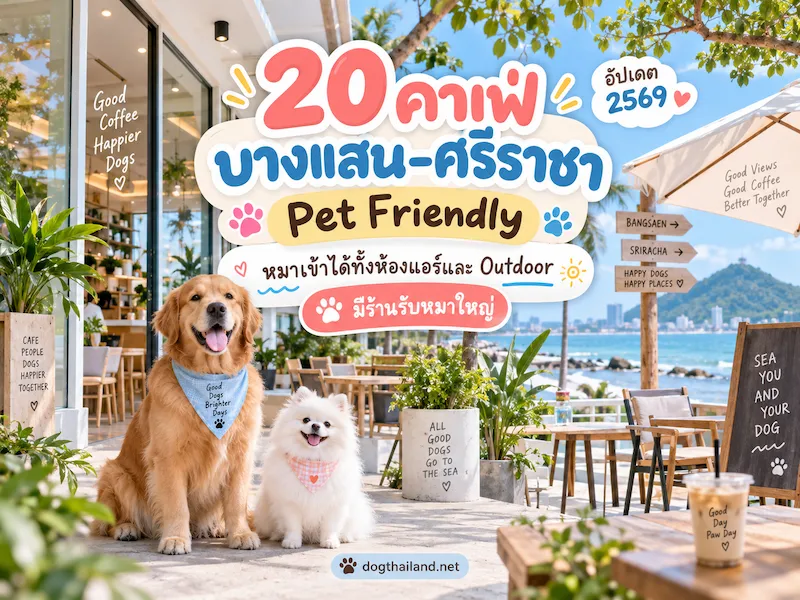 ภาพประกอบ:20 คาเฟ่บางแสน–ศรีราชา Pet Friendly หมาเข้าได้ทั้งห้องแอร์และ Outdoor มีร้านรับหมาใหญ่ อัปเดต 2569