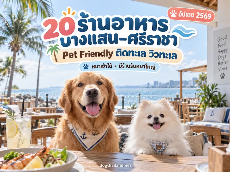 ภาพประกอบ:20 ร้านอาหารบางแสน–ศรีราชา Pet Friendly ติดทะเล วิวทะเล หมาเข้าได้ มีร้านรับหมาใหญ่ อัปเดต 2569