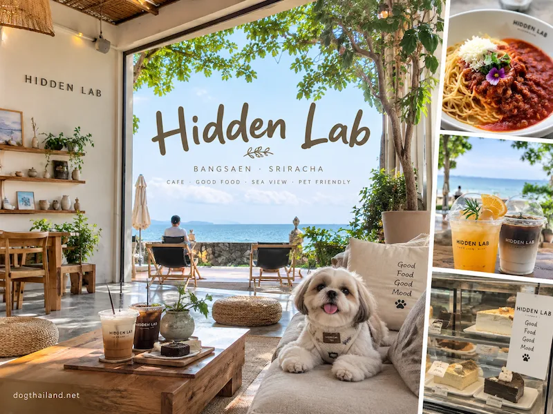 20 คาเฟ่บางแสน–ศรีราชา Pet Friendly ติดทะเล วิวทะเล หมาเข้า ...