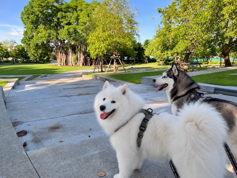 สวนเปรมประชาวนารักษ์ หลักสี่ Pet Friendly สวนใหม่กรุงเทพ พาหมาเข้าได้ เดินเล่นริมคลอง