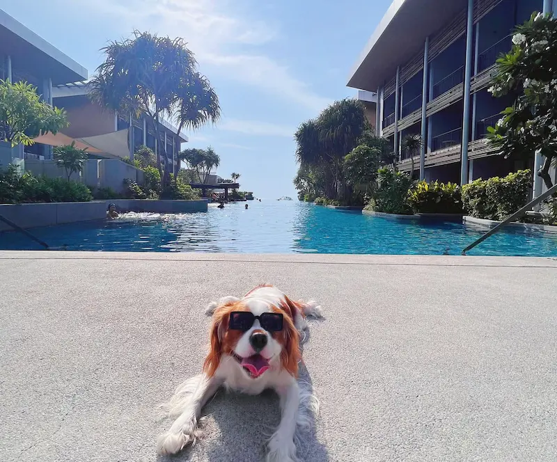 10 ที่พัก Pet Friendly วิวทะเล ใกล้กรุงเทพฯ หมาใหญ่พักได้ อัปเดต 2569 (พัทยา หัวหิน บางแสน ระยอง)