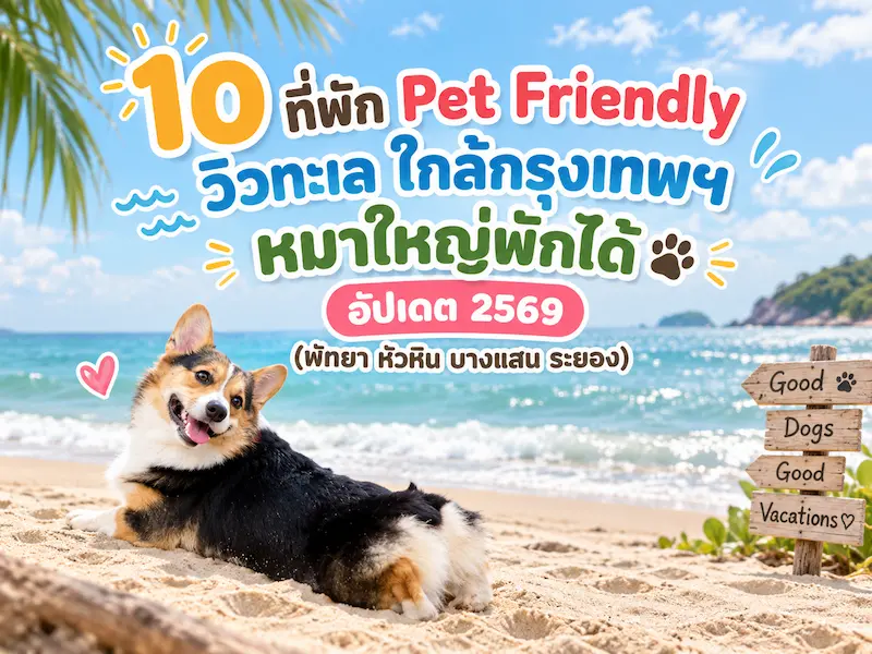 10 ที่พัก Pet Friendly วิวทะเล ใกล้กรุงเทพฯ หมาใหญ่พักได้ อัปเดต 2569 (พัทยา หัวหิน บางแสน ระยอง)