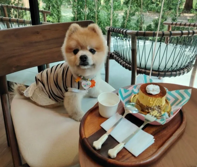 10 คาเฟ่เขาใหญ่ Pet Friendly พาหมาเข้าได้ มีทั้งห้องแอร์ สนามหญ้า และคาเฟ่ธรรมชาติ 2569