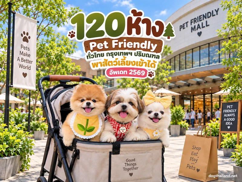 ห้างหมาเข้าได้ ทั่วไทย 2569 รวม Pet Friendly Mall กว่า 120 แห่ง กรุงเทพ ปริมณฑล และต่างจังหวัด