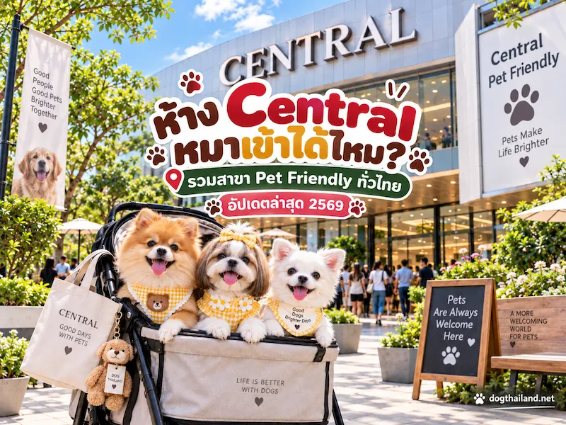 ห้าง Central หมาเข้าได้ไหม? 