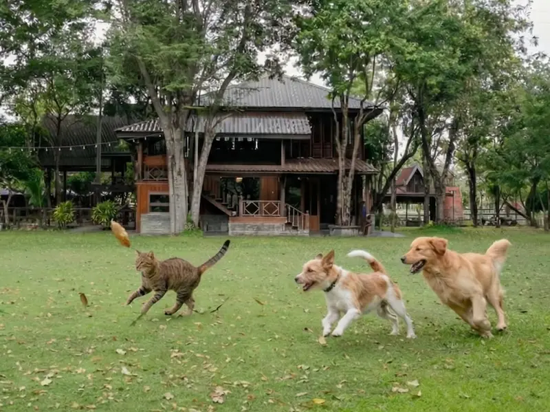 Naga Garden Resort บางแสน Pet Friendly ที่พักหมาใหญ่พักได้ มีคาเฟ่ ร้านอาหาร อร่อย