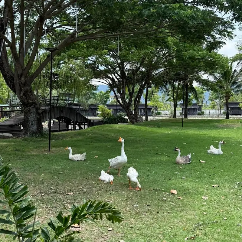 Naga Garden Resort บางแสน Pet Friendly ที่พักหมาใหญ่พักได้ มีคาเฟ่ ร้านอาหาร อร่อย