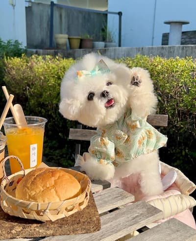 ร้านอาหาร Pet Friendly ระยอง