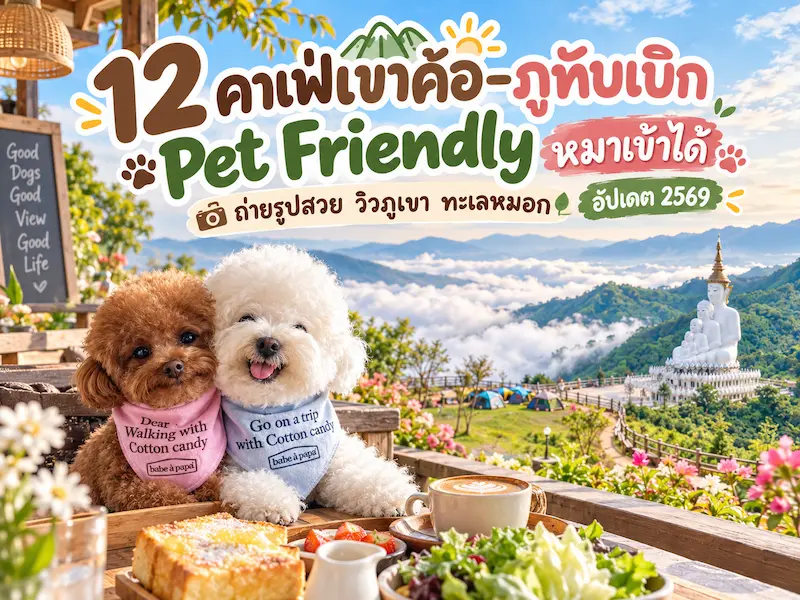 ภาพประกอบ:12 คาเฟ่เขาค้อ–ภูทับเบิก Pet Friendly หมาเข้าได้ วิวภูเขา ทะเลหมอก อัปเดต 2569