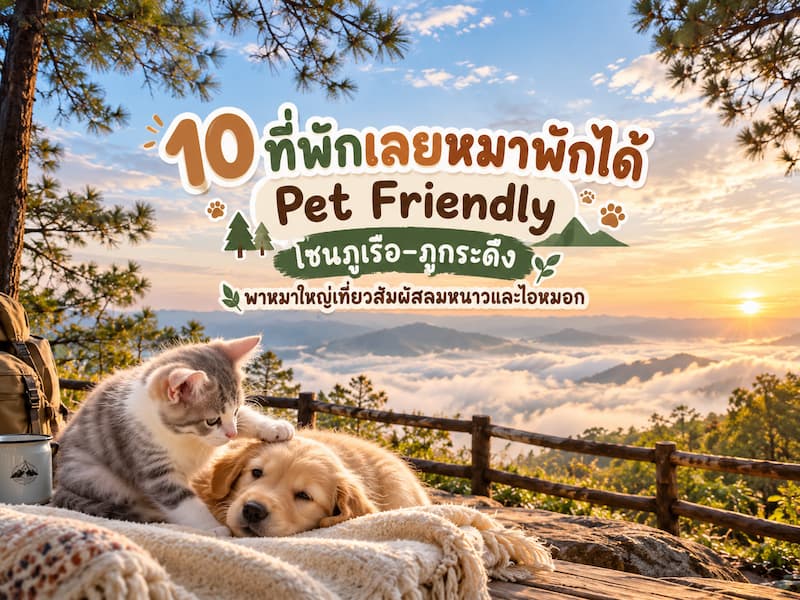 ภาพประกอบ:ภูเรือ ภูกระดึง หมาพักได้ จ.เลยแนะนำที่พัก โรงแรม รีสอร์ท ที่กางเต๊นท์ต้อนรับสัตว์เลี้ยง