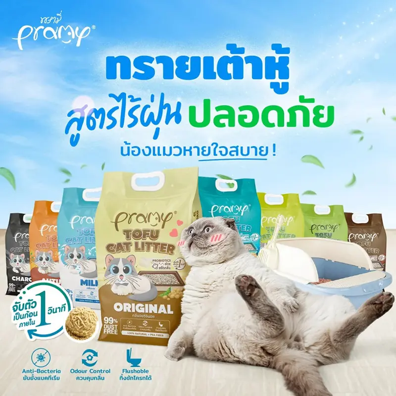 ทรายแมวเต้าหู้-ยี่ห้อไหนดี-มือใหม่หัดเลี้ยงแมว-3.webp