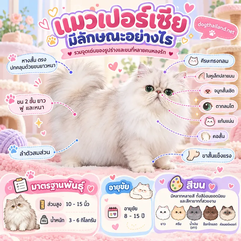 แมวเปอร์เซีย Persian ลักษณะนิสัย วิธีเลี้ยง อาหาร โรคที่ควรระวัง และราคา