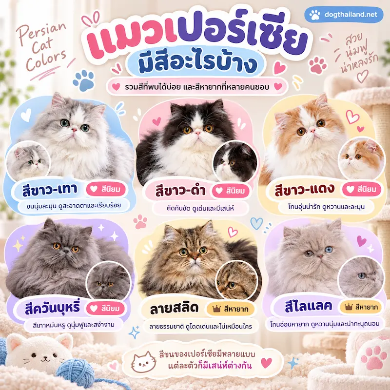 แมวเปอร์เซีย Persian ลักษณะนิสัย วิธีเลี้ยง อาหาร โรคที่ควรระวัง และราคา