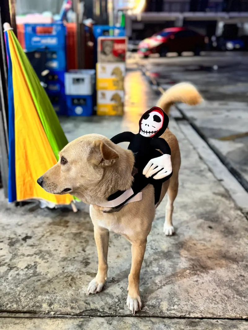 ชุดฮาโลวีนหมาแมว กลาง ใหญ่ Grim Reaper ขี่หลัง ตลกน่ากลัว