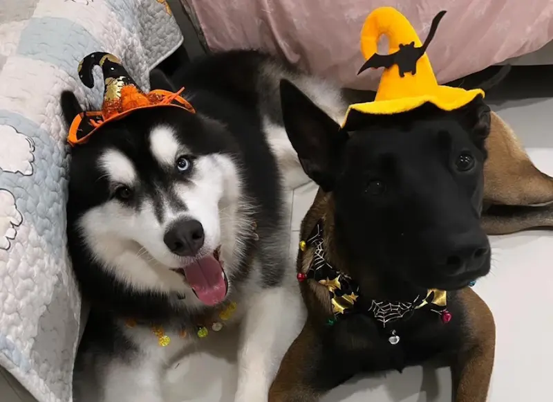 ชุดฮาโลวีนหมาแมว Halloween 2026 เสื้อหมา เสื้อแมว ชุดแฟนซี หมวก ปีกค้างคาว หมาใหญ่ใส่ได้ 