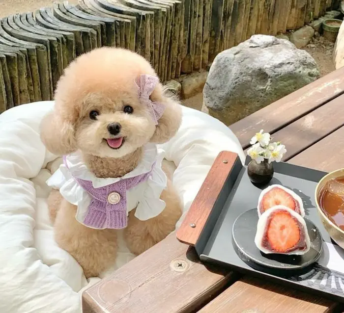 15 อาหารสุนัขกินได้ กินดี ดีต่อสุขภาพ อาหารคนที่สุนัขกินได้สุขภาพดี