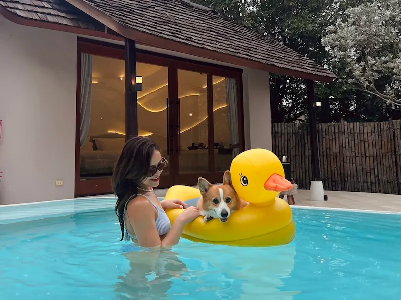 Boribot-Pool Resort-หมาใหญ่พักได้.webp