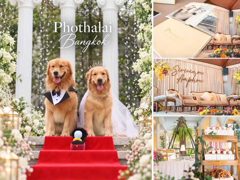 10 สถานที่จัดงานแต่งงาน Pet Friendly พาน้องหมาแมวร่วมวันสำคัญ
