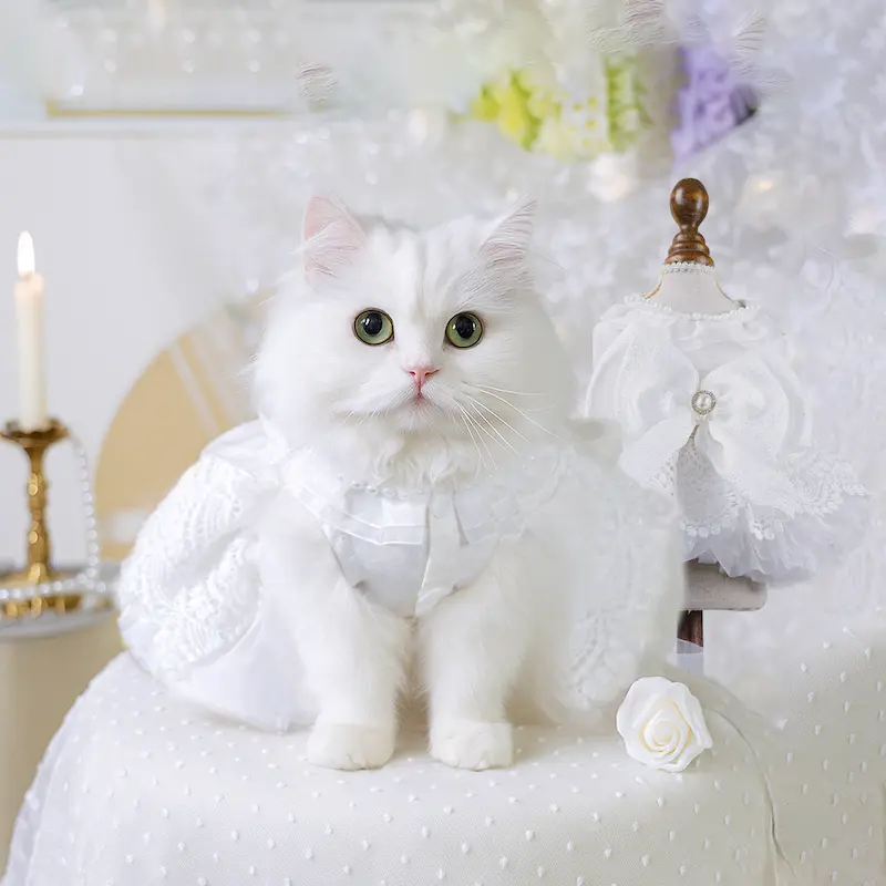 แฟชั่นชุดแต่งงานหมา สไตส์เจ้าหญิงเจ้าชาย ชุดแต่งงานหมาแมว สูทหมาใหญ่ หรู หลายแบบ