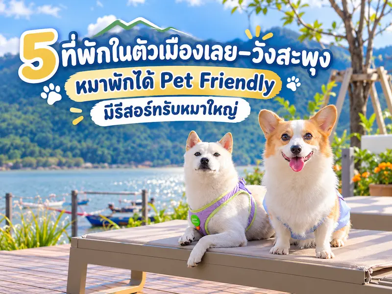 5 ที่พักในตัวเมืองเลย–วังสะพุง หมาพักได้ Pet Friendly มีรีสอร์ทรับหมาใหญ่