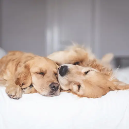 ที่พัก Pet Friendly ไม่จำกัดน้ำหนัก และที่พักหมาใหญ่พักฟรี