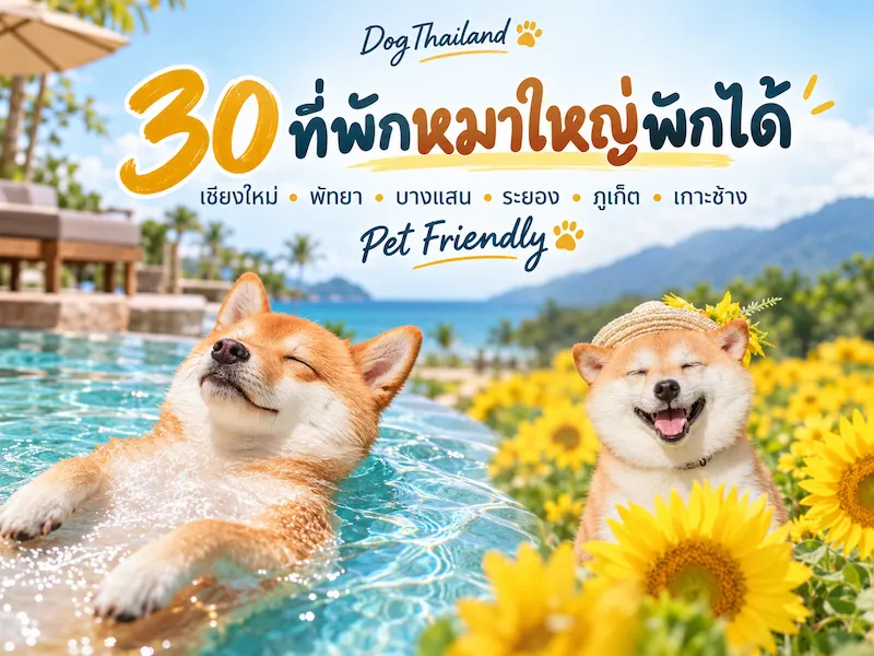 30 ที่พักหมาใหญ่พักได้จริง Pet Friendly | เชียงใหม่ พัทยา บางแสน ระยอง ภูเก็ต เกาะช้าง 2569