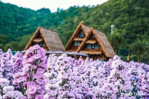 สวนดอกไม้เขาใหญ่หมาเข้าได้