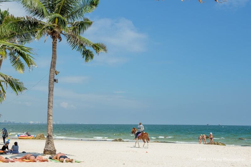 หัวหิน หมาพักได้