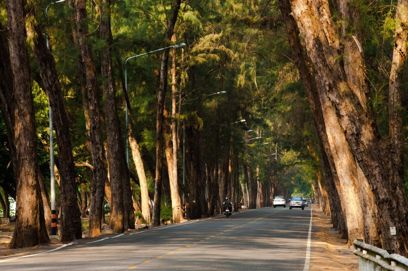 ระยอง หมาพักได้