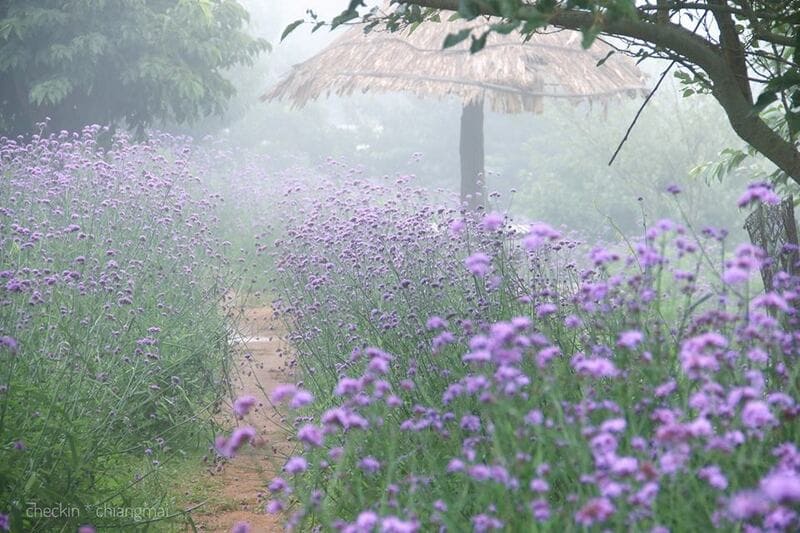 เชียงใหม่ หมาพักได้