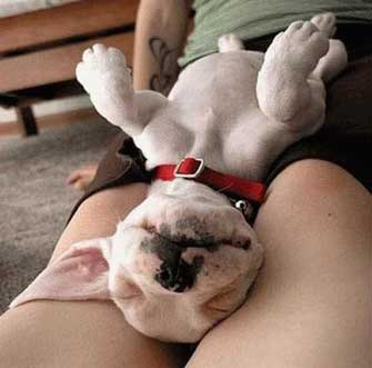 puppy-sleeping-on-back-708230.jpg