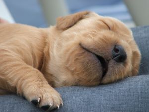 sleeping_puppy_1.jpg