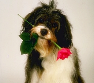 อ้อนรักให้กับ เจ้านายที่แสนดี ภาพหมาน่ารัก