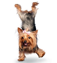 โยคะ น้องหมา ทำกันไปด้ายย