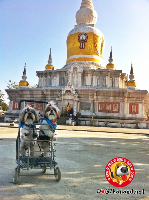 พาน้องหมาเที่ยว พระธาตุนาดูน สารคาม