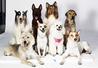 4-5 ธ.ค.นี้ รวมพลคนรักสุนัขที่พันทิพย์พลาซ่า งามวงศ์วาน