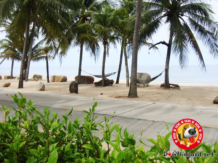 แนะนำที่พักหมาพักได้ บ้านกรูด ประจวบคีรีขันธ์