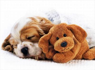 ท่านอนน้องหมาบอกอะไรเรา เมื่อสุนัขนอน ทำนายท่านอนได้นะ โดน!