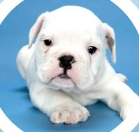 ฉีดวัคซีนและถ่ายพยาธิลูกสุนัขมาใหม่