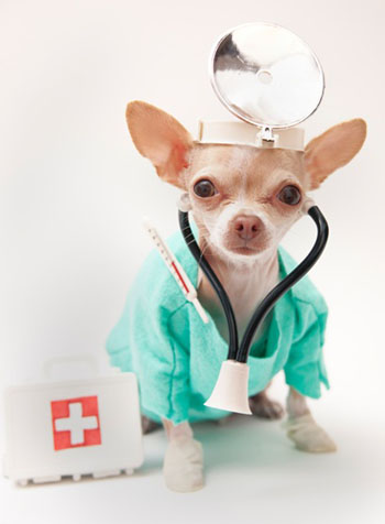 โรคผิวหนังอักเสบเป็นหนองในสุนัข