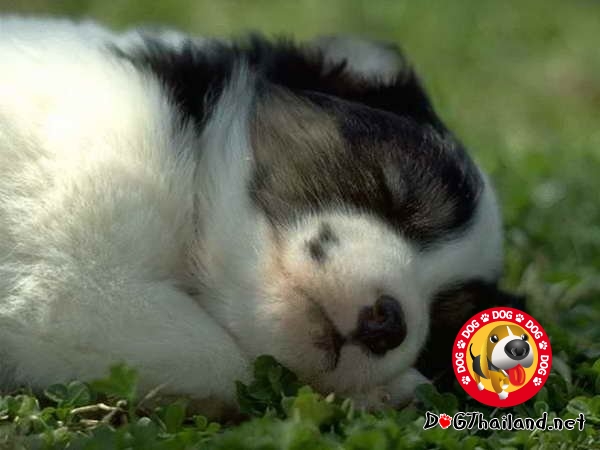 ภาวะไทรอยด์ฮอร์โมนต่ำในสุนัข