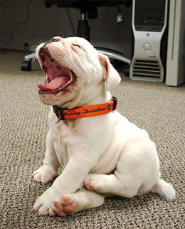 cute-dog-yawning1.jpg