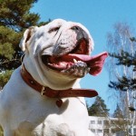 bulldog-024-150x150.jpg