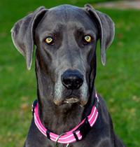 great-dane02.jpg
