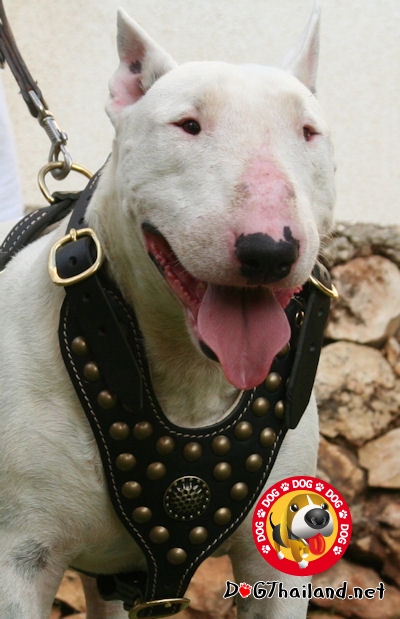 Bull-Terrier-royal-leather-studded-harness.jpg